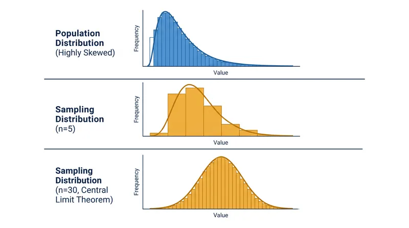 As sample sizes increase past n=30, the distribution of sample means converges into a normal bell curve.