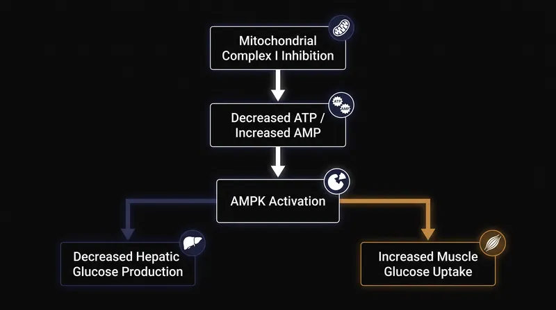 How metformin alters cellular energy states to lower blood glucose.