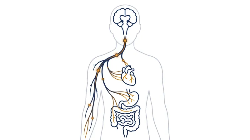 The vagus nerve acts as the body's brake pedal, slowing the heart rate and signaling safety.