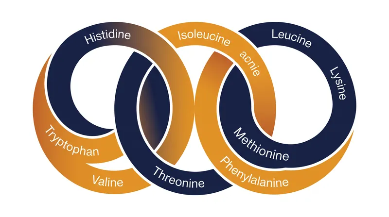The human body requires nine essential amino acids from dietary sources to build complete proteins.