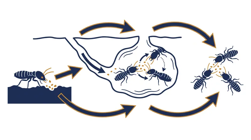 The transfer effect allows a single exposed foraging worker to deliver a lethal dose to dozens of nestmates.