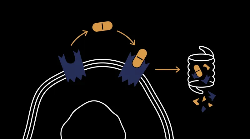 Unlike standard therapies that only block estrogen, camizestrant binds to the mutated ESR1 receptor and triggers its degradation.