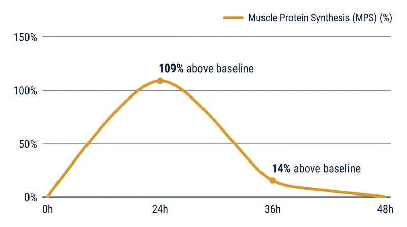 Muscle protein synthesis peaks within 24 hours of heavy resistance training and returns to baseline by 48 hours.