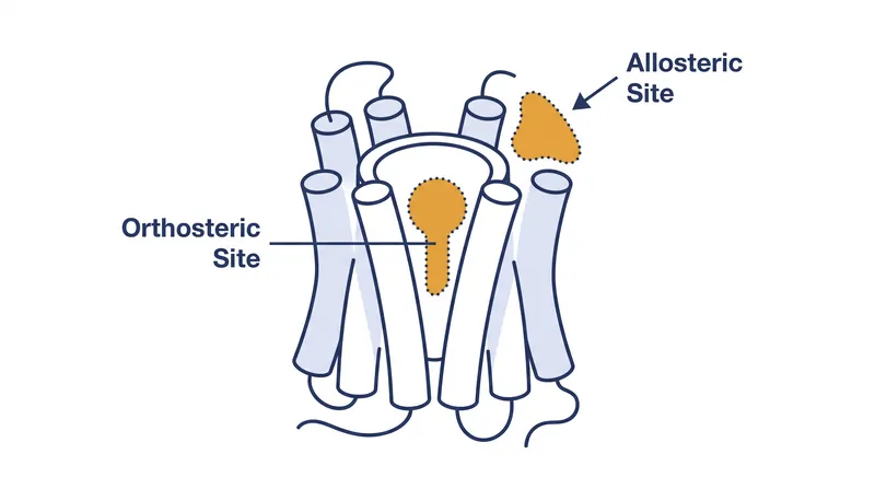 THC binds to the primary orthosteric site, while CBD binds to a secondary allosteric site on the receptor's exterior.