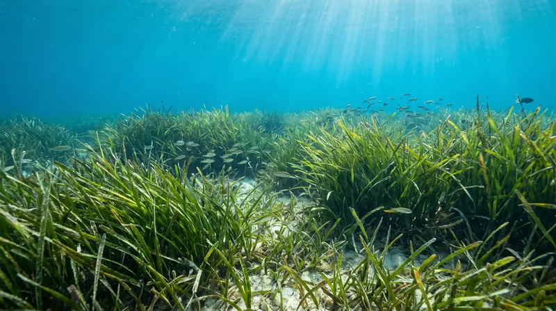 Seagrass meadows cover a fraction of the ocean floor but account for a massive share of marine carbon burial.