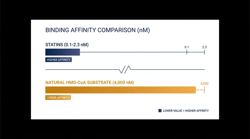 Statins bind to the HMG-CoA reductase enzyme thousands of times more tightly than the body's natural substrate.