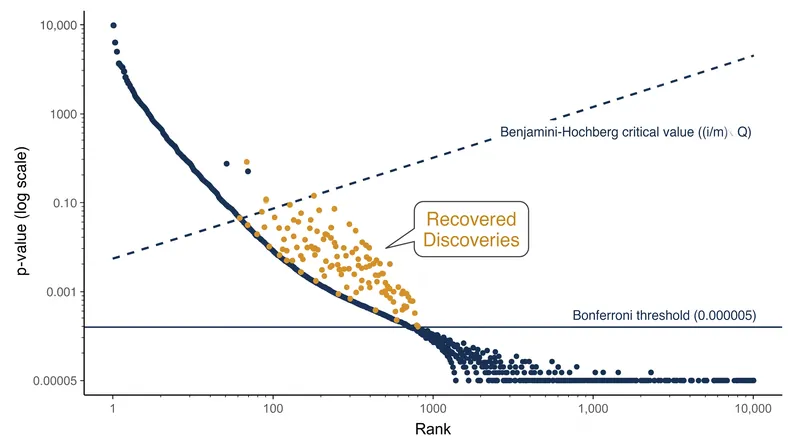 The Benjamini-Hochberg procedure uses a sliding threshold that becomes more permissive for lower-ranked p-values, recovering discoveries that Bonferroni would discard.