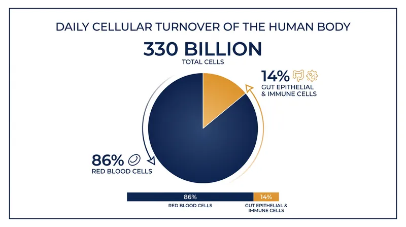 Red blood cells dominate the raw count of daily cellular replacement.