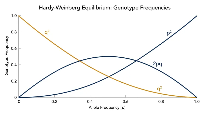 The frequency of heterozygous carriers (2pq) reaches its absolute maximum when both alleles are equally common in the population.