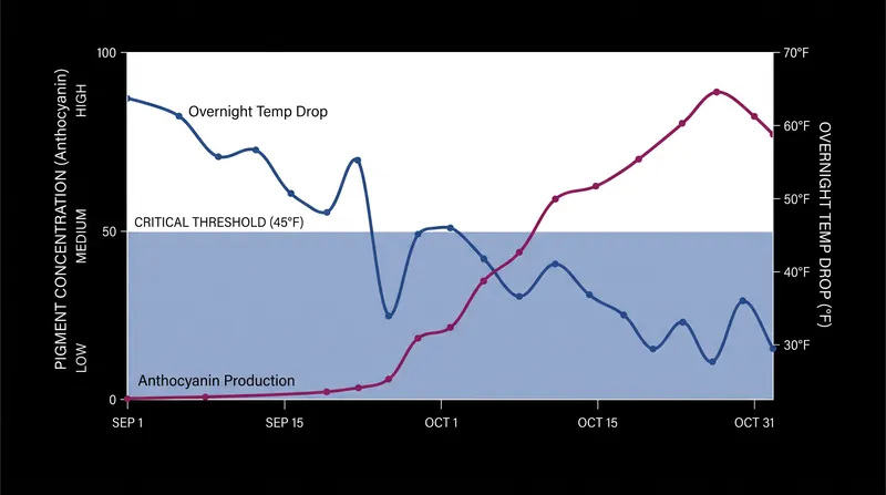 Temperatures must drop below 45°F, but remain above freezing, to maximize the production of red pigments.