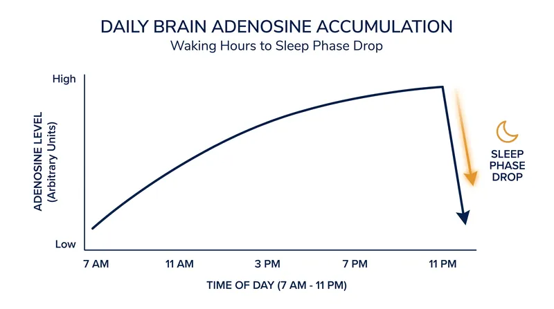 Adenosine accumulates steadily during waking hours, creating the biological drive known as sleep pressure.