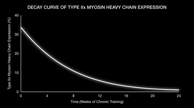 Chronic training eventually eradicates pure Type IIx fibers entirely, favoring the more versatile Type IIa phenotype.