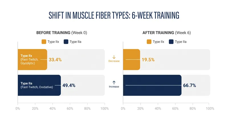 Six weeks of strength training drives a rapid transition from Type IIx to Type IIa fibers.
