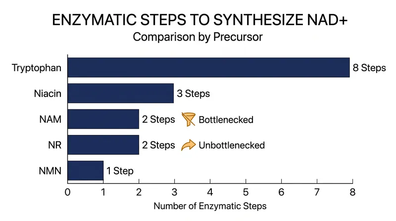 Enzymatic steps required to convert various precursors into active NAD+.