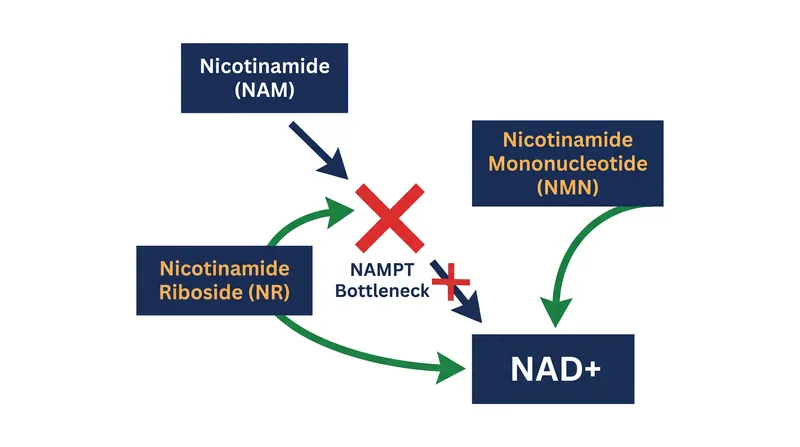 How NMN and NR bypass the NAMPT rate-limiting step in the NAD+ salvage pathway.