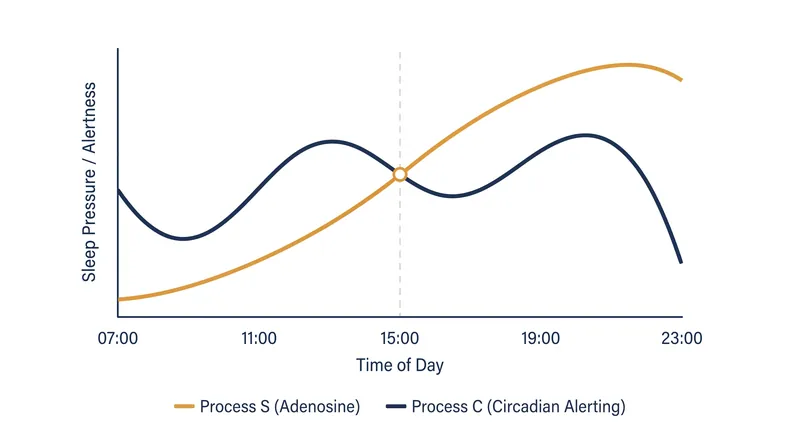 The afternoon slump occurs when the circadian alerting signal dips, unmasking accumulated sleep pressure.