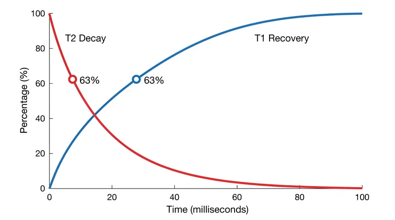 T1 relaxation measures longitudinal recovery, while T2 relaxation measures transverse decay. Both constants are defined at the 63 percent threshold.