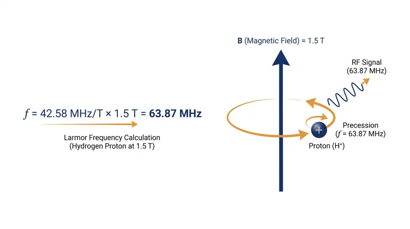 The Larmor frequency dictates the exact radiofrequency required to manipulate hydrogen protons at a given magnetic field strength.