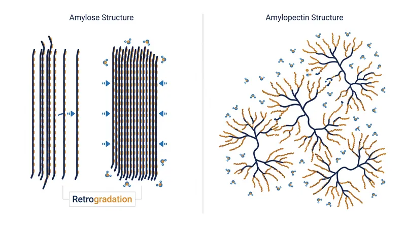 The linear structure of amylose allows it to crystallize and expel water, while the branched structure of amylopectin resists alignment.