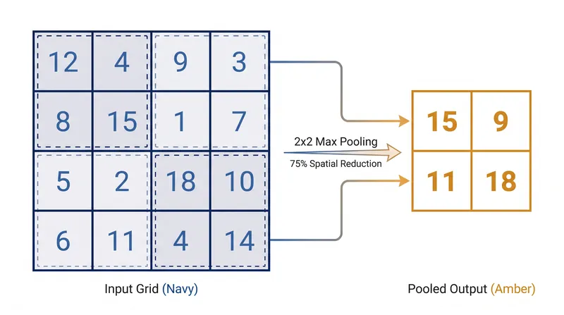 Max pooling reduces the spatial dimensions of a feature map by 75%, compressing data while retaining the strongest signals.