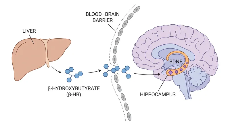 During sustained exertion, the liver produces ketone bodies that unlock BDNF expression in the brain.