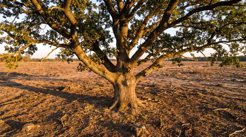 Long-lived organisms can persist as the 'living dead' long after their supporting ecosystems have vanished.