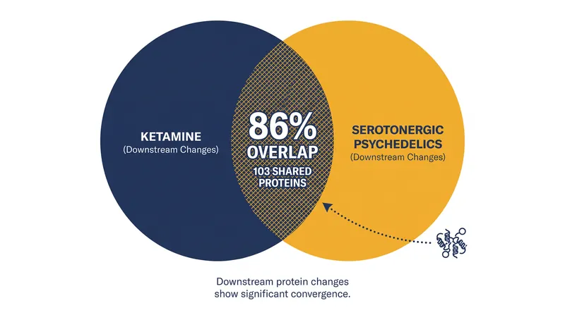 Ketamine and serotonergic psychedelics trigger a highly convergent downstream protein response despite acting on different primary receptors.