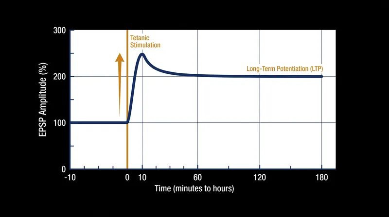Once AMPA receptors are inserted, the synapse maintains an elevated electrical response to subsequent signals, forming a durable memory trace.