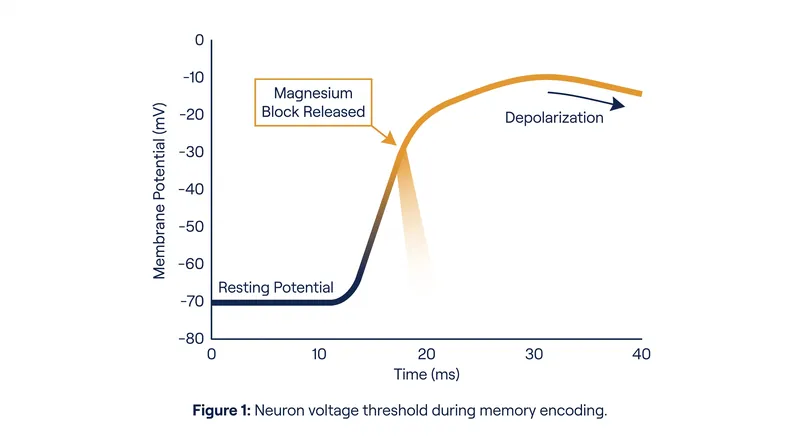 The NMDA receptor requires the neuron's internal voltage to rise from -70mV to approximately -30mV to expel its magnesium block.