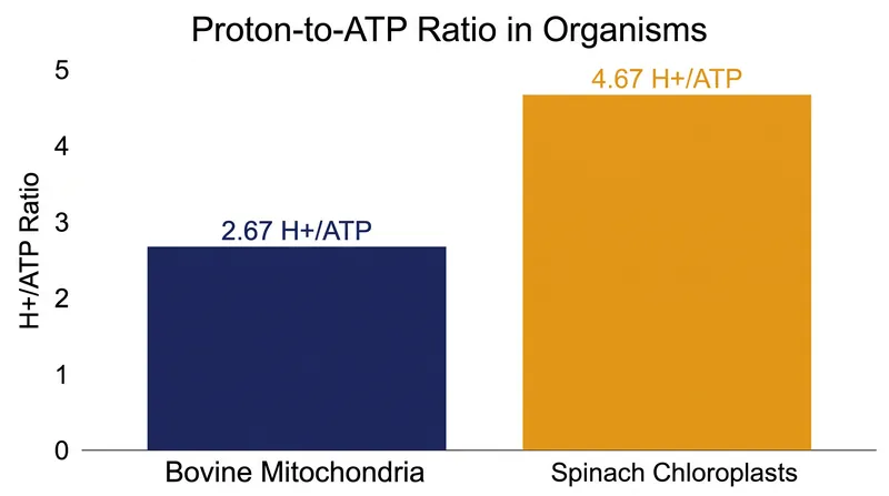 Chloroplasts require 75 percent more proton motive force per ATP synthesized than mammalian mitochondria.