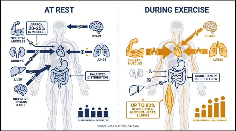 During strenuous exercise, the autonomic nervous system redirects blood away from the digestive tract to support working muscles.