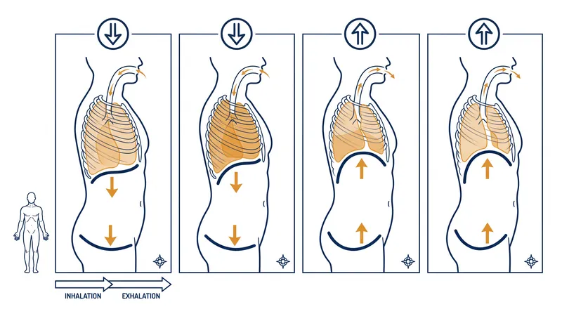 The respiratory rhythm dictates the natural rise and fall of the pelvic floor.