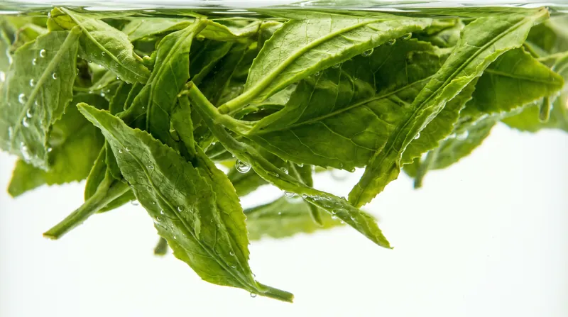 Flat-pressed green teas release their compounds rapidly in cold water, while tightly rolled oolongs require more time to unfurl.