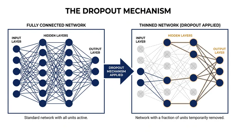 Dropout randomly removes neurons during training to prevent complex co-adaptations.