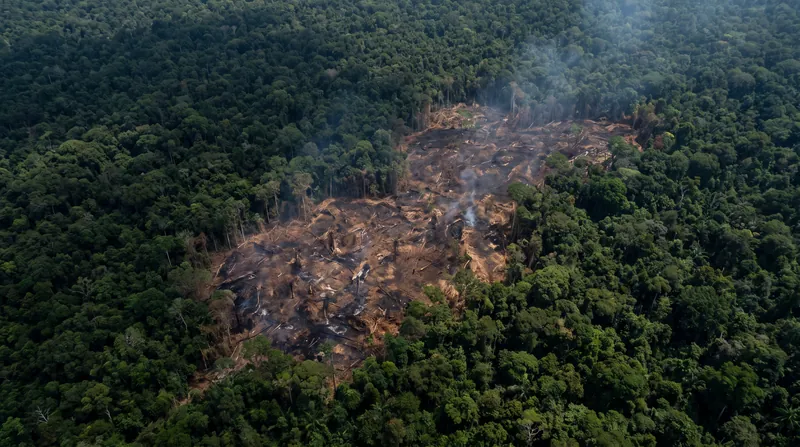 Buffer pools act as an insurance mechanism when carbon-storing forests are lost to fires, droughts, or logging.