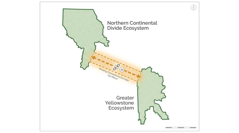 Despite surging numbers, the two main grizzly populations remain separated by a 35-mile gap with no natural genetic interchange.