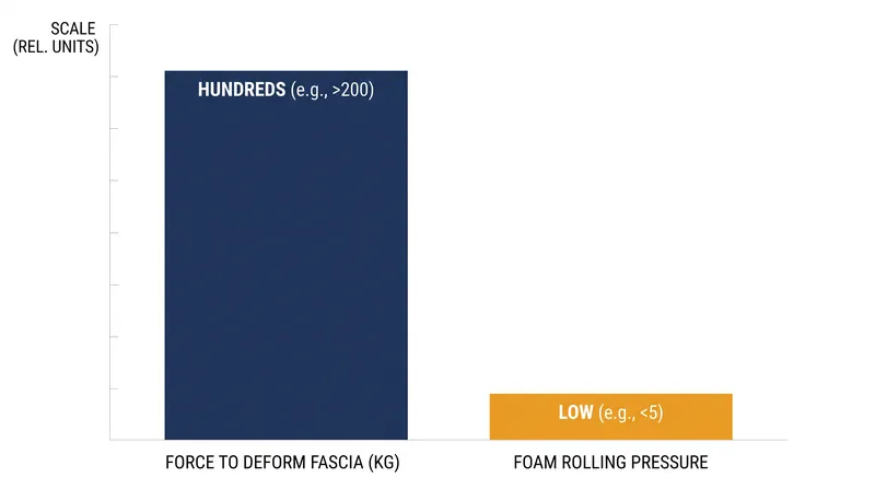Bodyweight pressure is insufficient to physically alter fascial structure, pointing to a neurological mechanism instead.