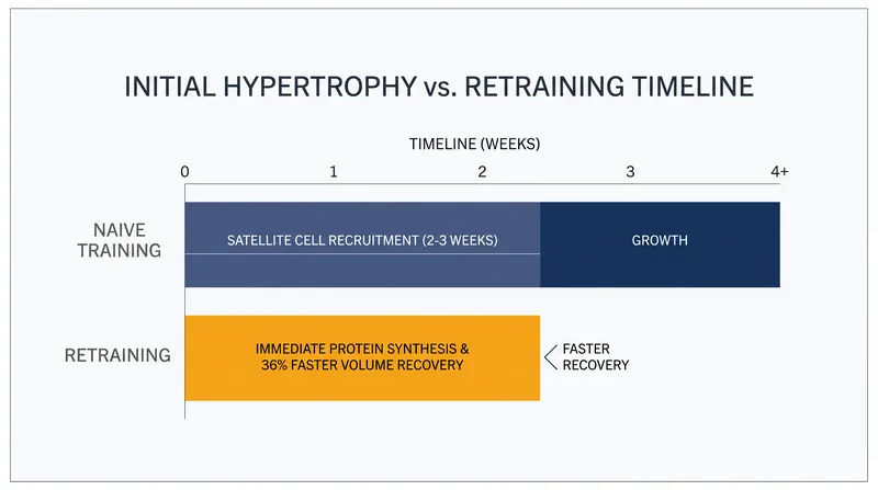 Retraining bypasses the satellite cell recruitment bottleneck, significantly accelerating muscle growth.