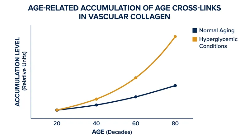 Hyperglycemia accelerates the rate at which AGE cross-links accumulate in structural tissues.