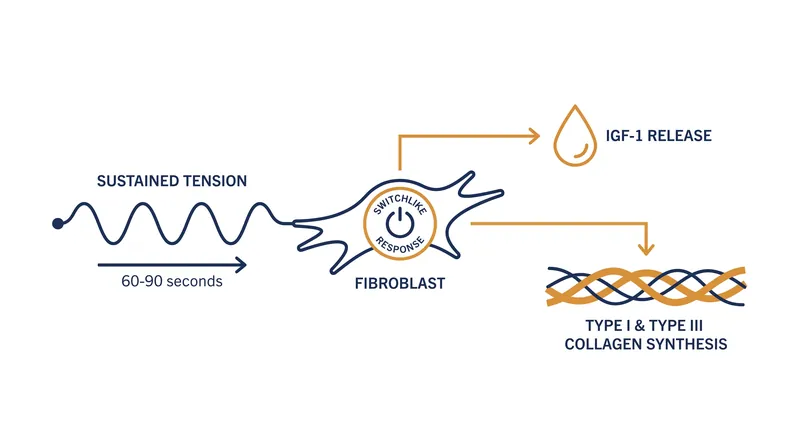 The cellular signaling pathway activated by sustained mechanical stretch.