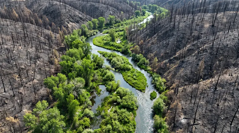 The elevated water table created by process-based restoration allows riparian vegetation to survive intense wildfires.