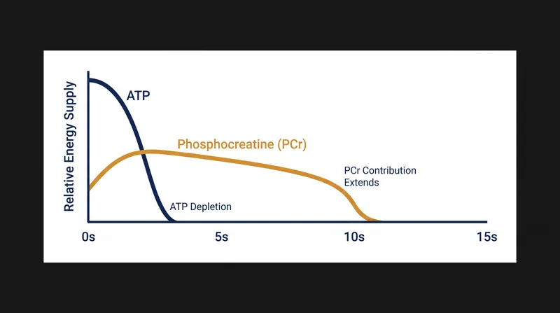 Creatine expands the high-intensity energy window from roughly three seconds to nearly ten seconds.