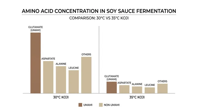 Incubating koji too warmly drastically reduces its ability to produce savory amino acids.