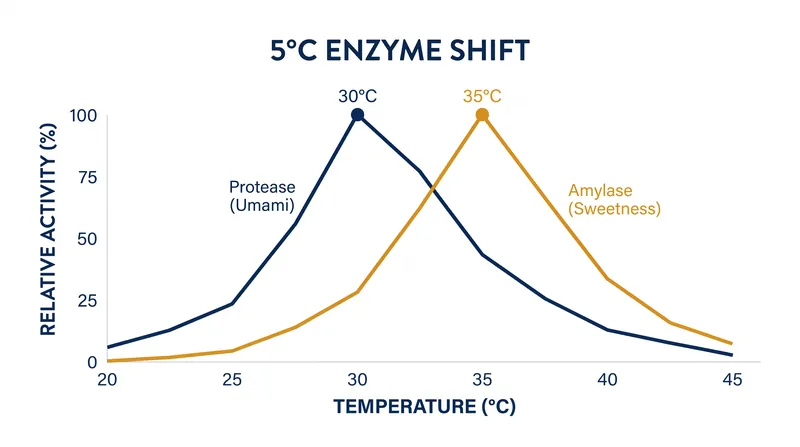 The 5°C window that separates protein degradation from starch saccharification.
