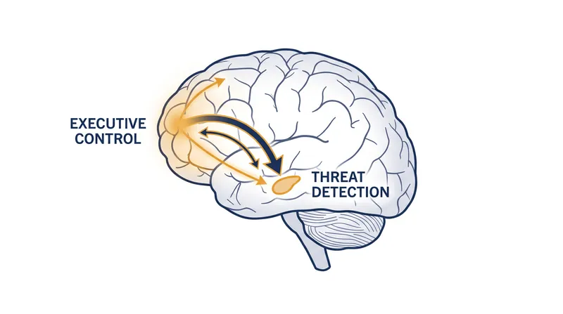 The prefrontal cortex exerts top-down control over the amygdala, sending inhibitory signals to dampen emotional reactivity.