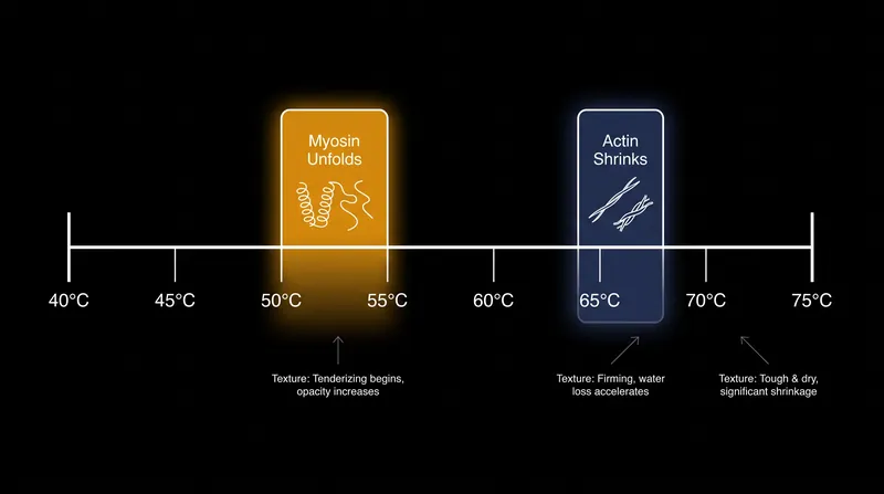 The thermal windows where specific muscle proteins break down.