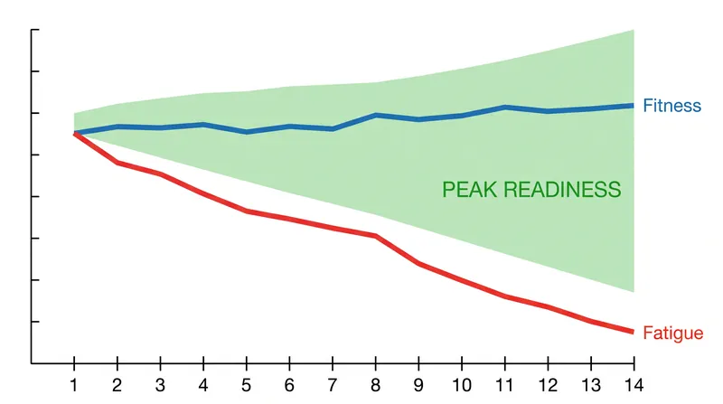 Because fatigue decays faster than fitness, reducing training volume before a race sheds exhaustion while preserving aerobic capacity.