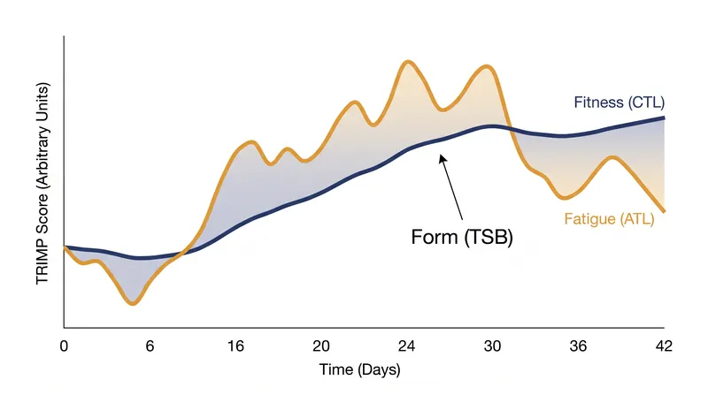 The fitness-fatigue model calculates readiness by subtracting a 7-day fatigue average from a 42-day fitness average.