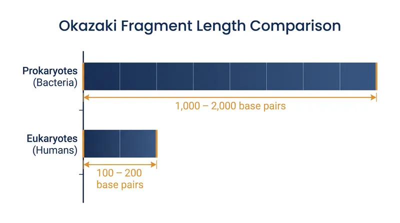 Eukaryotic cells synthesize much shorter Okazaki fragments, requiring significantly more ligation events per genome.