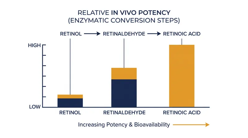 Retinol is approximately 20 times less potent than retinoic acid due to the biological bottleneck of enzymatic conversion.